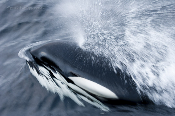 Orca in Nord Norwegen