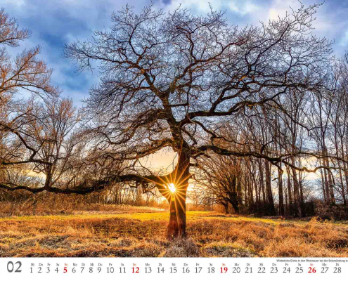 Eiche auf den Rheinauen in Ingelheim im Februar