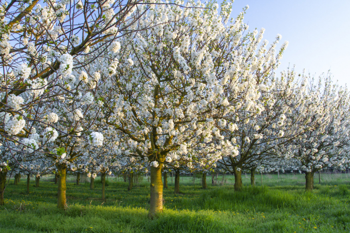 Kirschblüte, Selztal