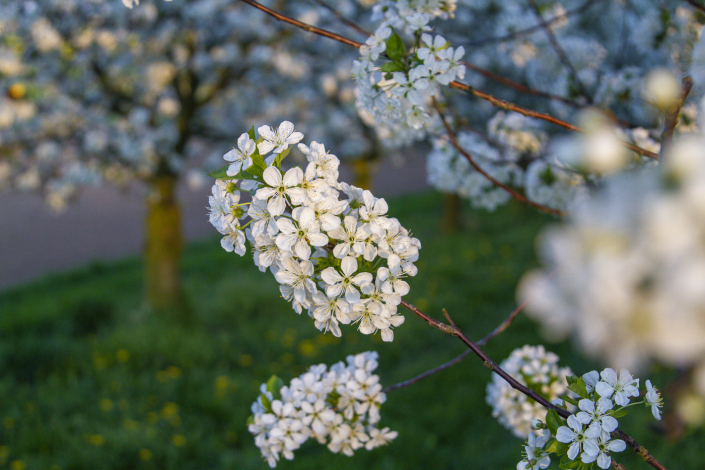 Kirschblüte, Selztal