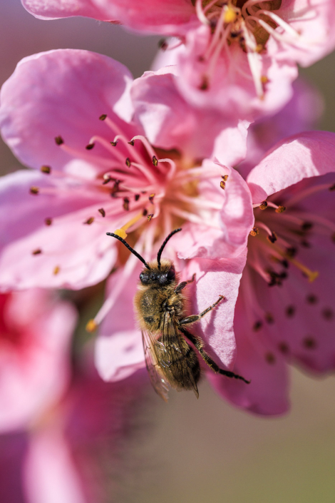 Biene auf Aprikosenblüte