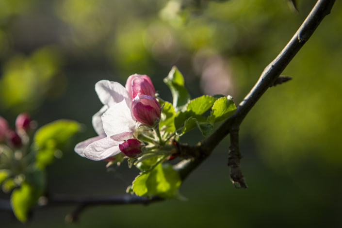 Apfelblüte im Selztal