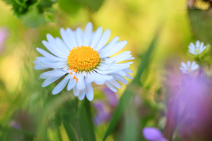 Gänseblümchen
