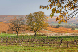 Kirschbäume im Herbst - leider gibt es diese auch nicht mehr