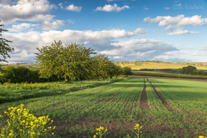Kirschbäume im Frühsommer