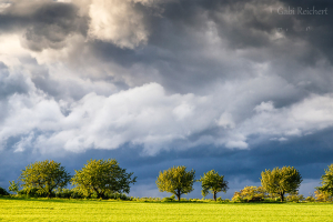Kirschbäume und Regenwolken - dieser Blick wird mir fehlen