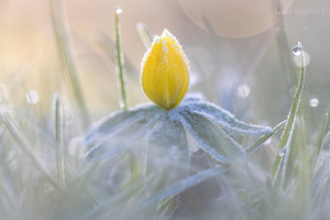 Winterling im Eis