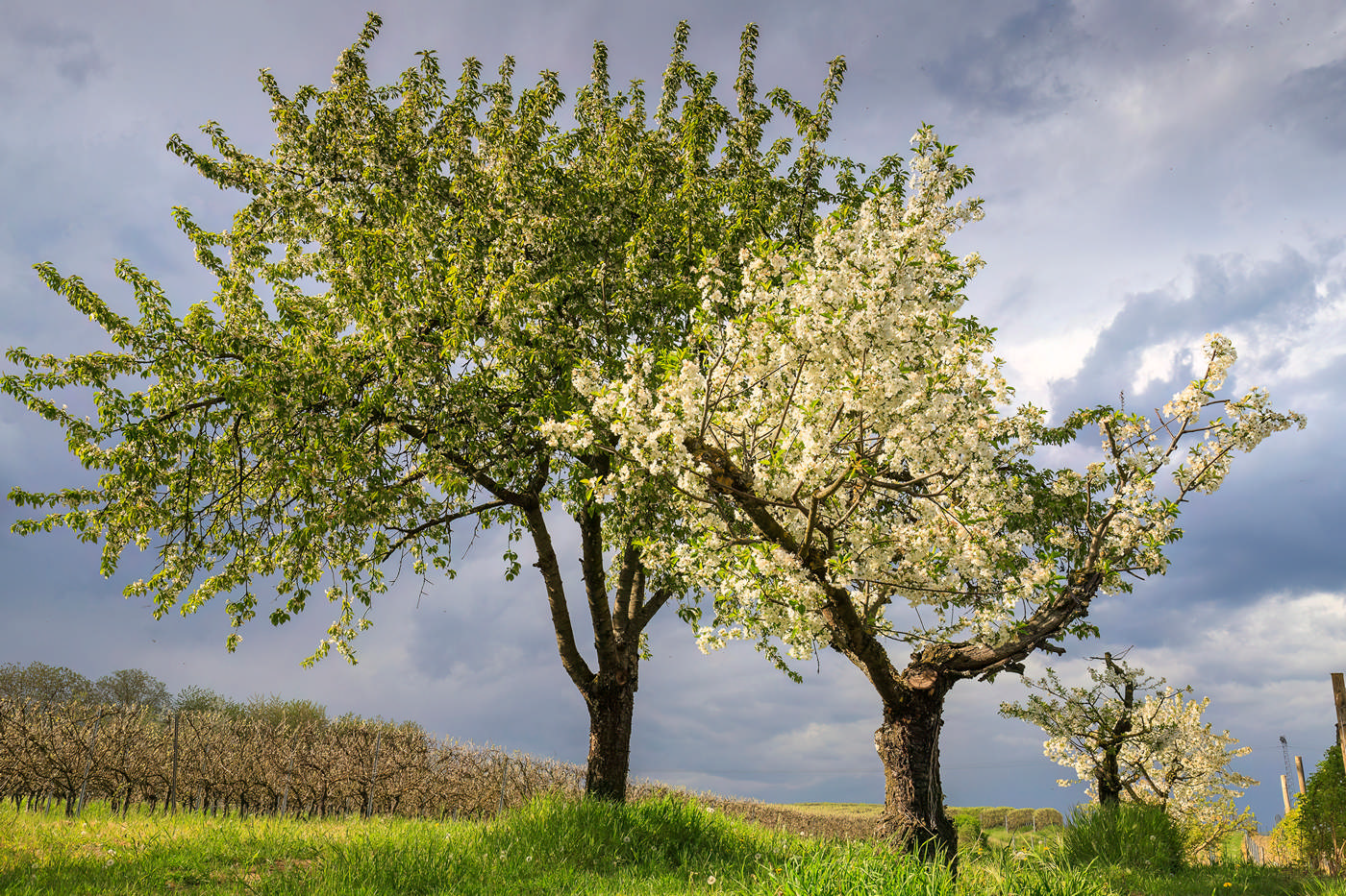 04-Blühende Obstbäume Blühende Obstbäume