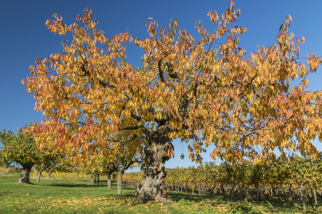 Kirschbaum im Herbst, Engelstadt