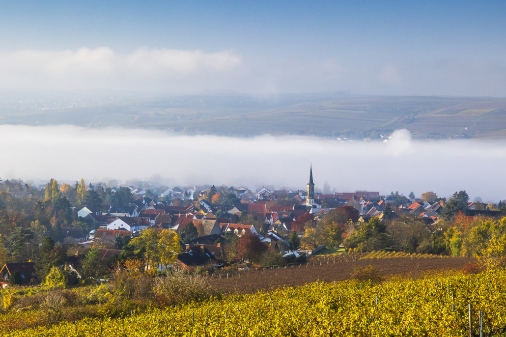 Nebelstimmung Schwabenheim