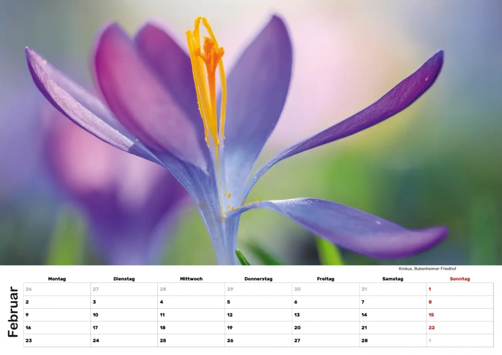 Selztal Kalender 2026 Februar